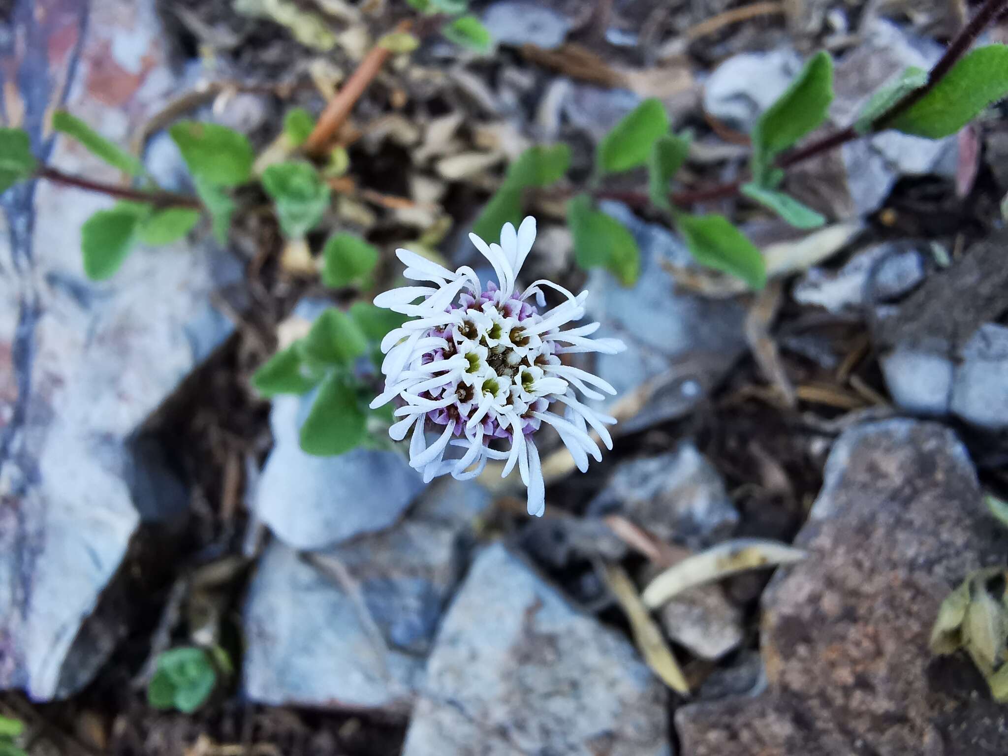 Image of Brickellia nesomii B. L. Turner