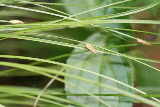 Image of bashful bulrush