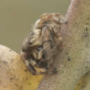 صورة Metaphidippus diplacis (Chamberlin 1924)