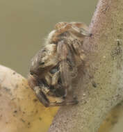 صورة Metaphidippus diplacis (Chamberlin 1924)