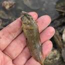 Image of Striped Blenny