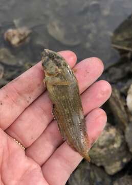 Image of Striped Blenny