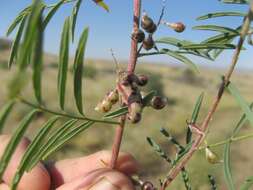 Image of Indigofera cryptantha var. occidentalis Baker fil.