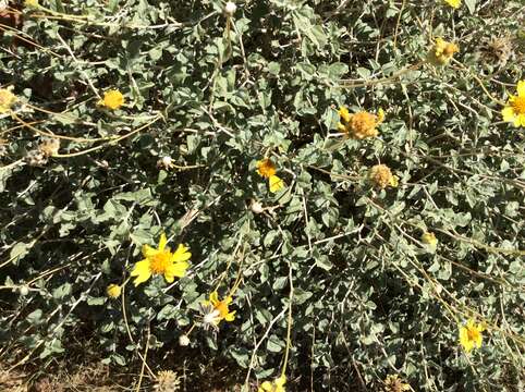 Sivun Encelia resinifera C. Clark kuva