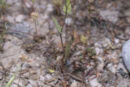 Image of Crepis micrantha Czer.