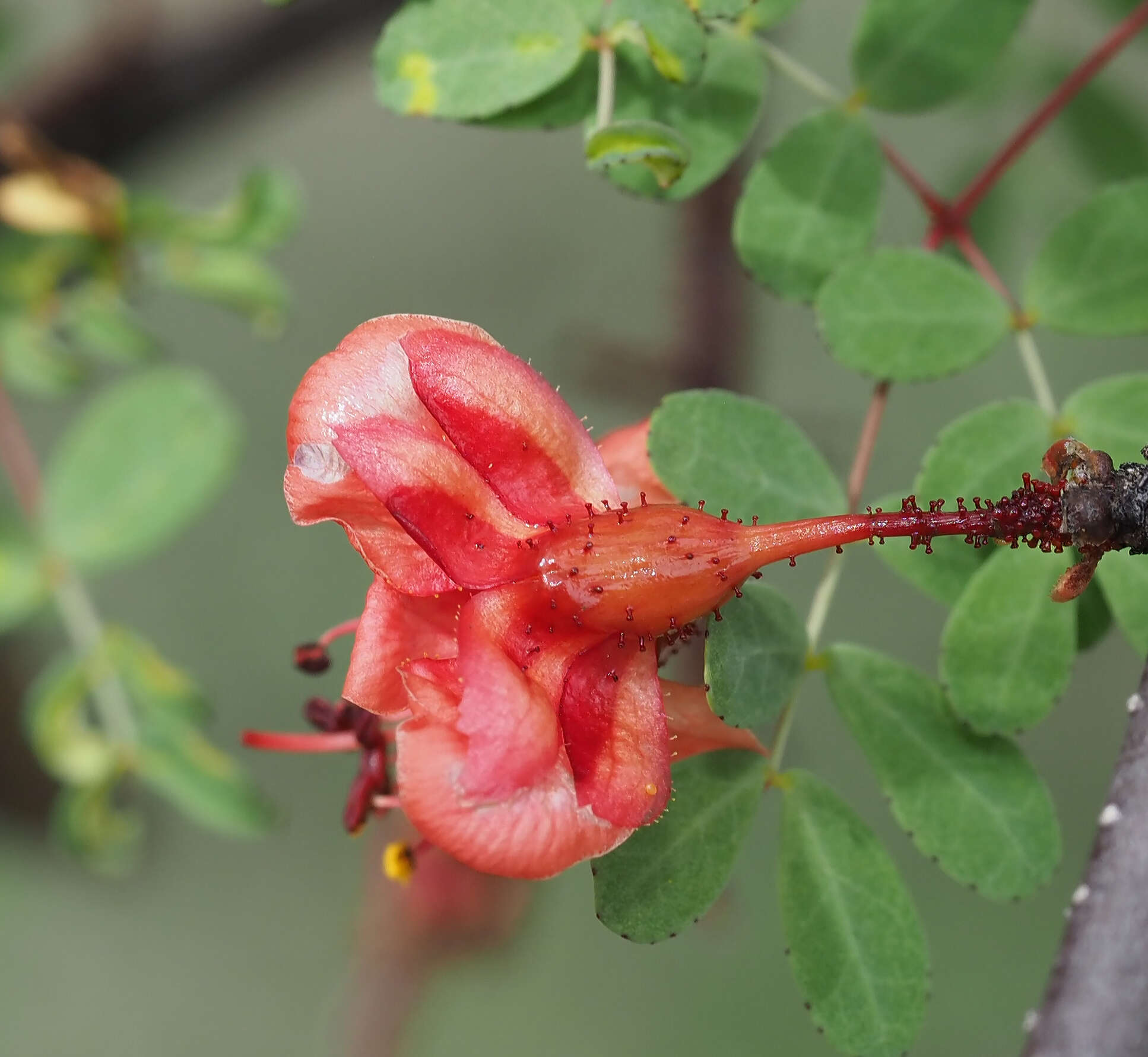 Image of <i>Erythrostemon melanadenius</i>