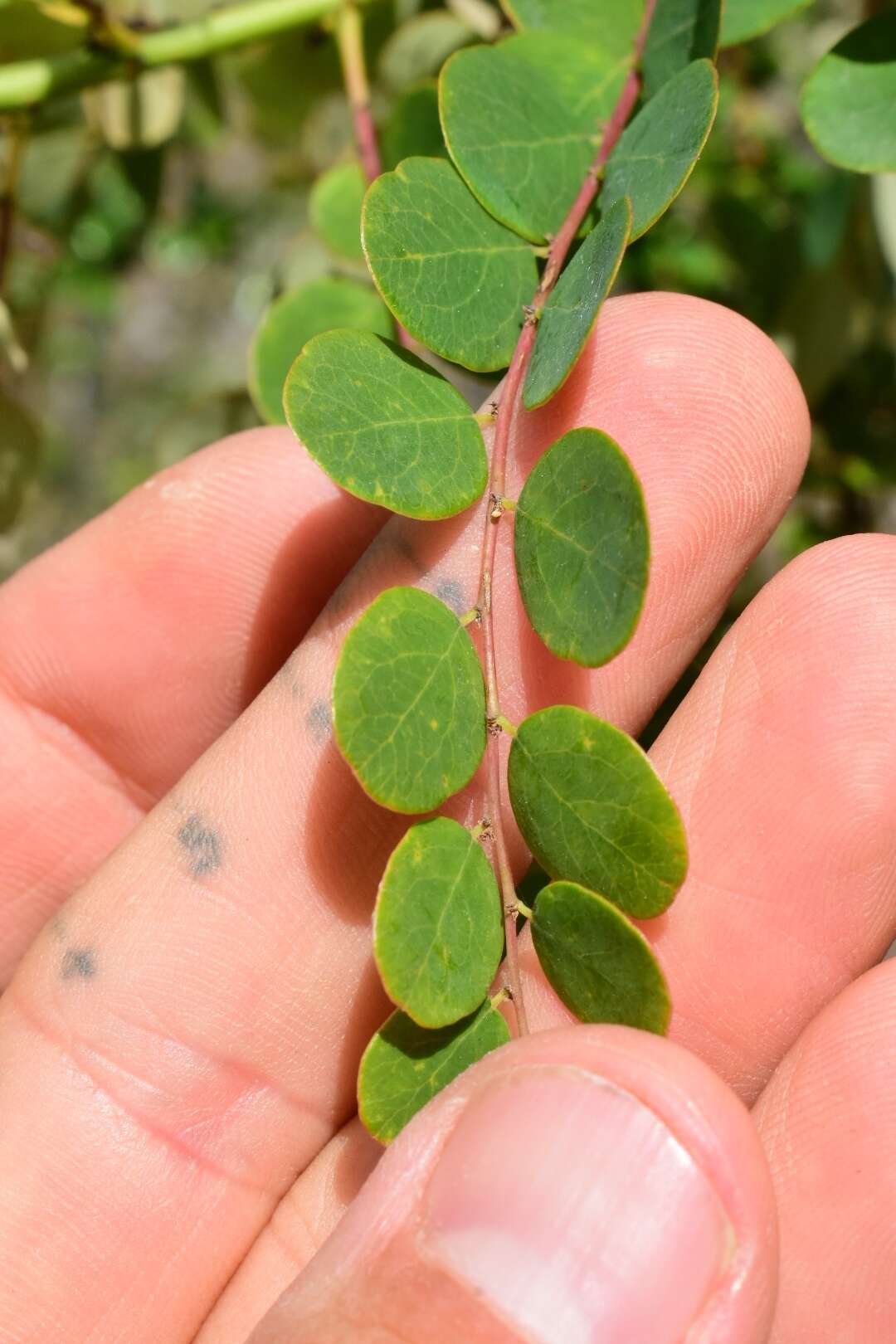 Phyllanthus nummularioides Müll. Arg.的圖片