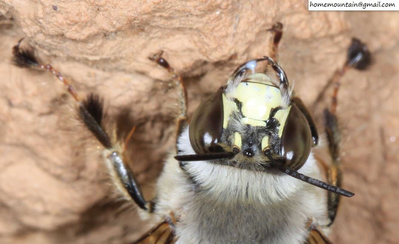 Слика од Anthophora patruelis Cockerell 1931