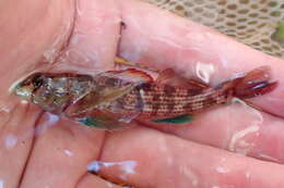 Image of Turquoise darter