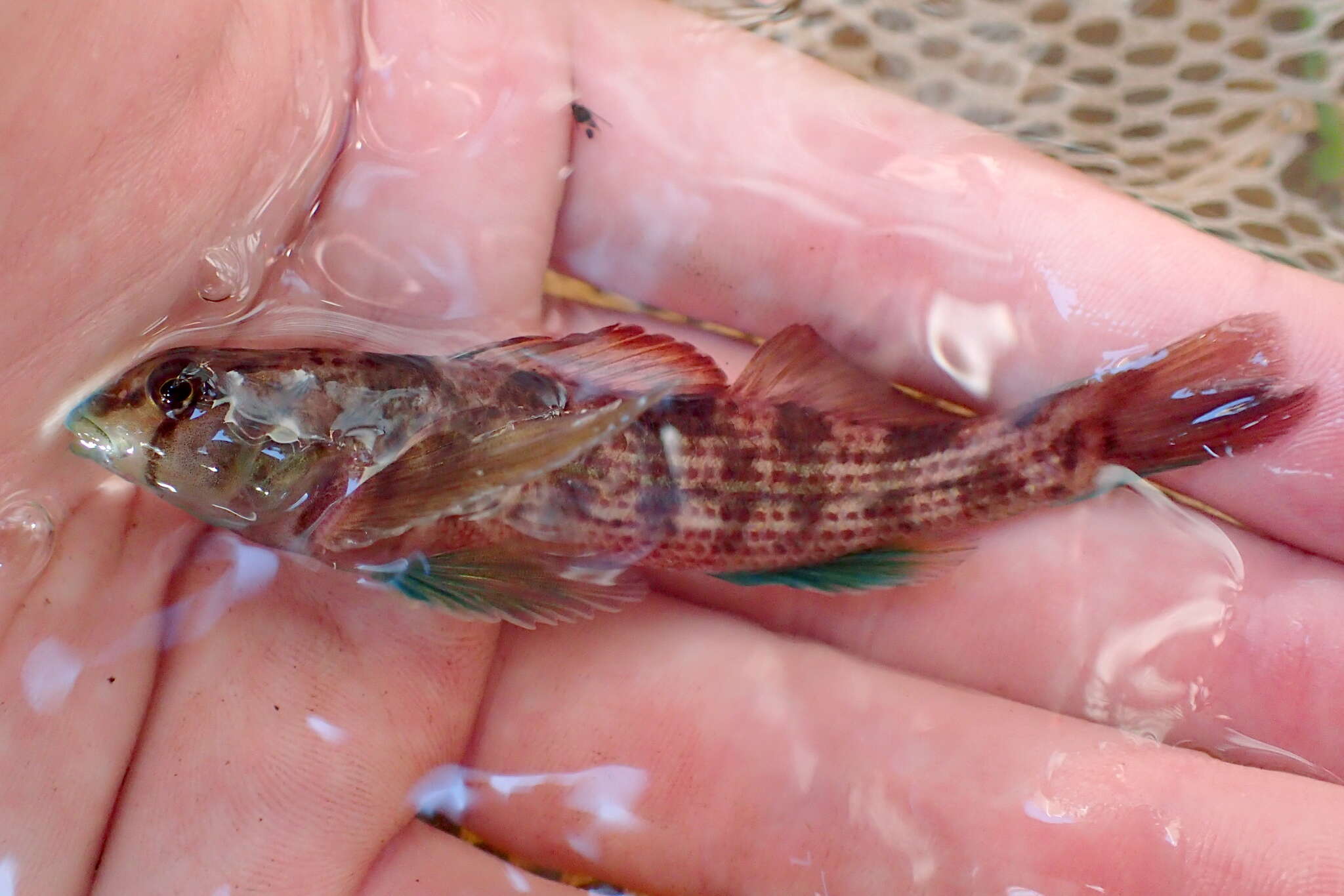 Image of Turquoise darter