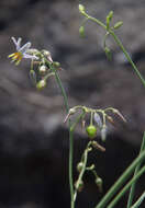 Image of Dianella rara R. Br.