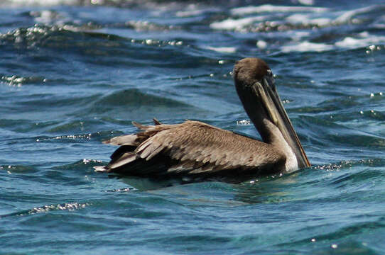 Image of Pelecanus occidentalis urinator Wetmore 1945