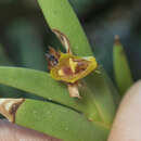 صورة Oxystophyllum carnosum Blume