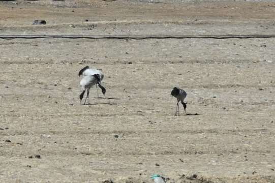 Слика од Grus nigricollis Przewalski 1876