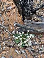 Image de Ptilotus seminudus (J. M. Black) J. M. Black