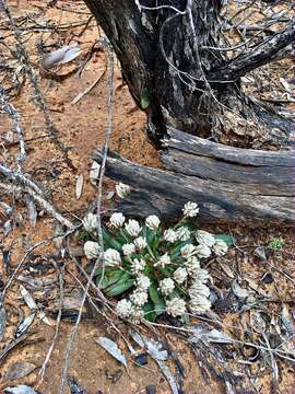 Image de Ptilotus seminudus (J. M. Black) J. M. Black