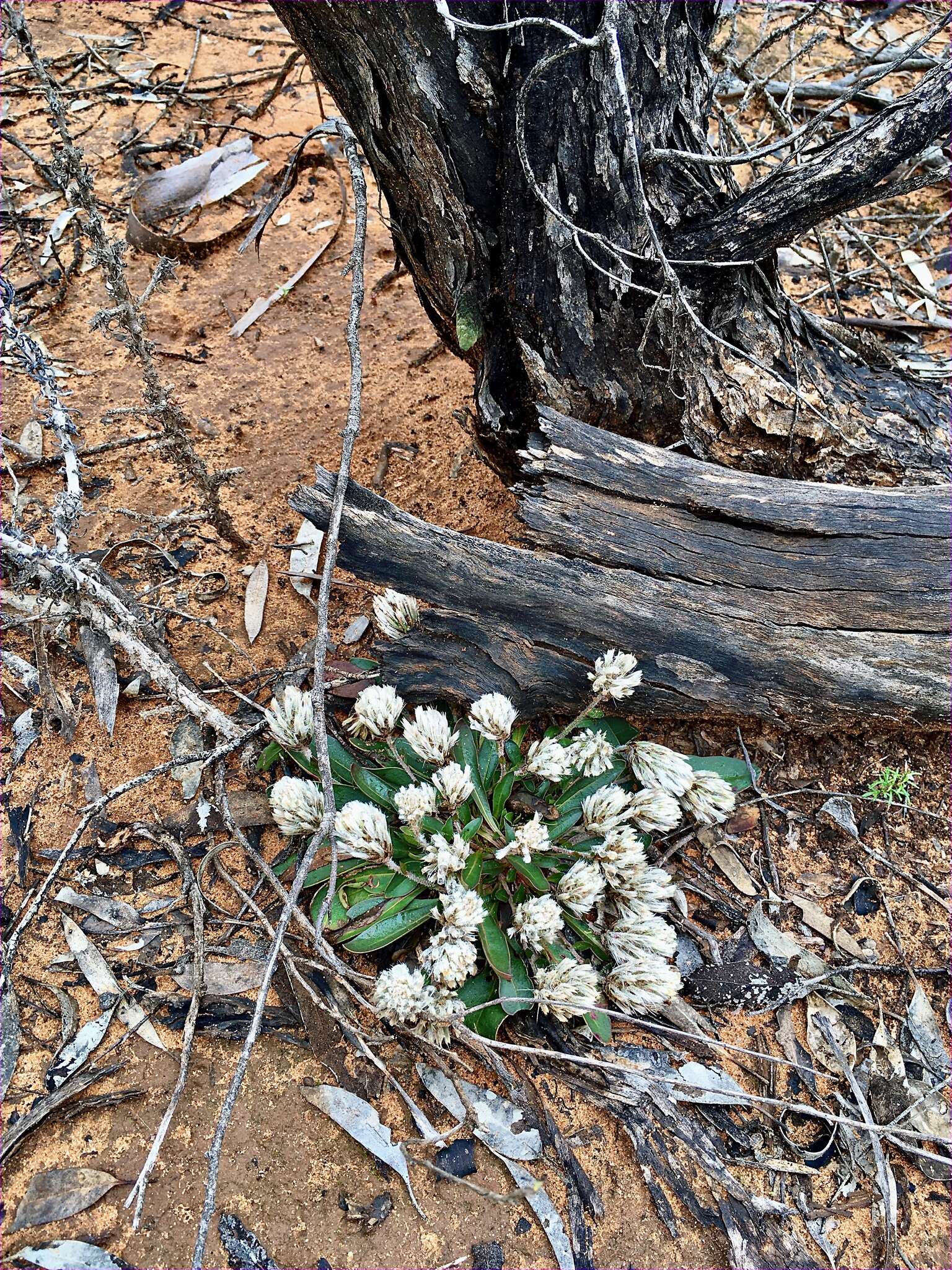 Image of Ptilotus seminudus (J. M. Black) J. M. Black