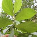 Image of Jamaican pepper