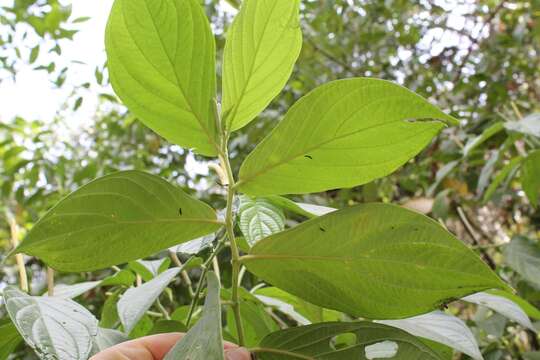 Image of Jamaican pepper