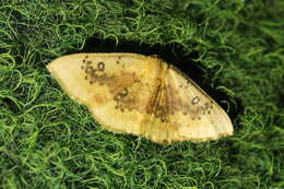 Image of Cyclophora lennigiaria Fuchs 1883