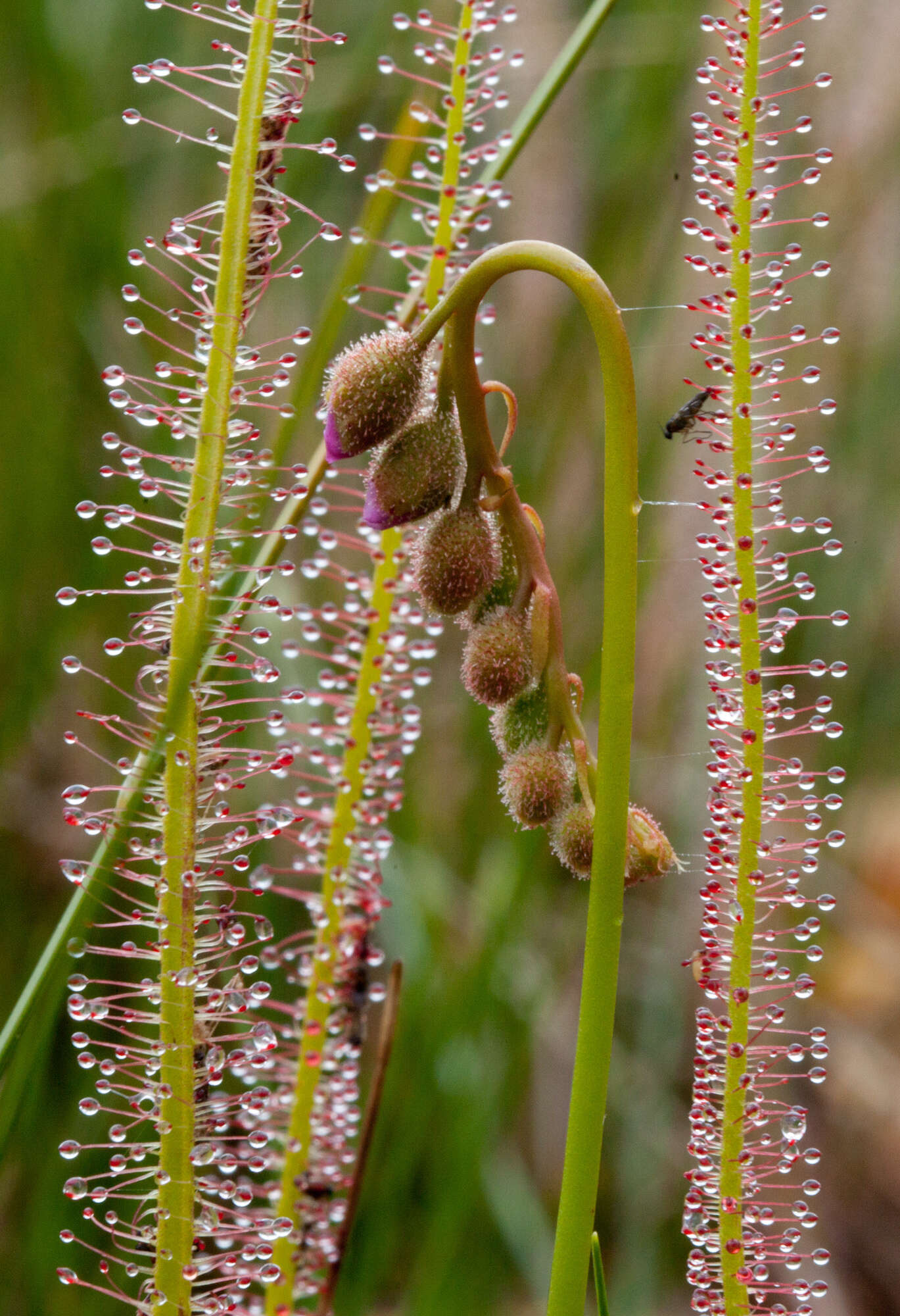 Drosera filiformis var. filiformis的圖片