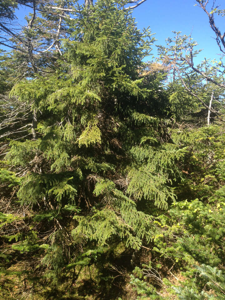 Image of red spruce