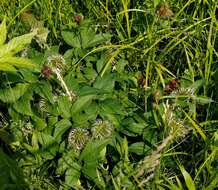 Imagem de Clematis fusca Turcz.