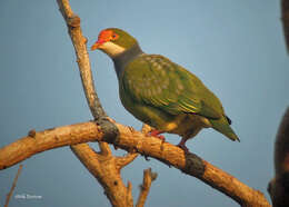 Image of Orange-fronted Fruit Dove