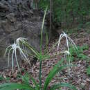 Image of Hymenocallis acutifolia (Herb. ex Sims) Sweet