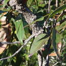 Image of Eucalyptus scias subsp. scias