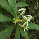 Image of Actinodaphne bourdillonii Gamble