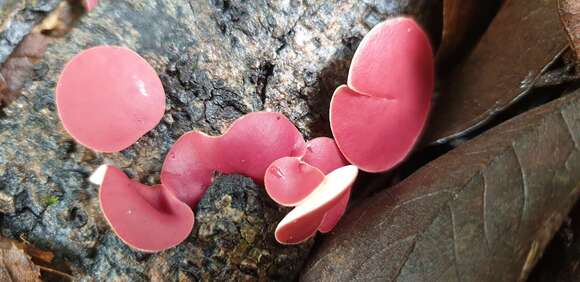 Image of Phillipsia subpurpurea Berk. & Broome 1883