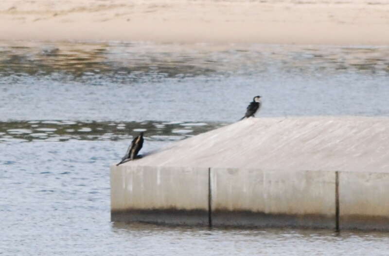 Image of Australian Pied Cormorant