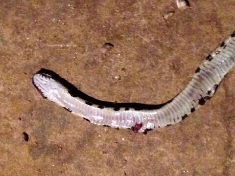 Image of Blackneck Garter Snake (cyrtopsis