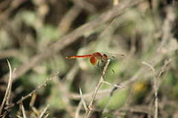 Слика од Erythrodiplax corallina (Brauer 1865)