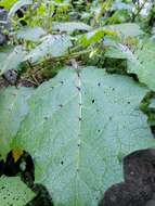 صورة Solanum myriacanthum Dun.