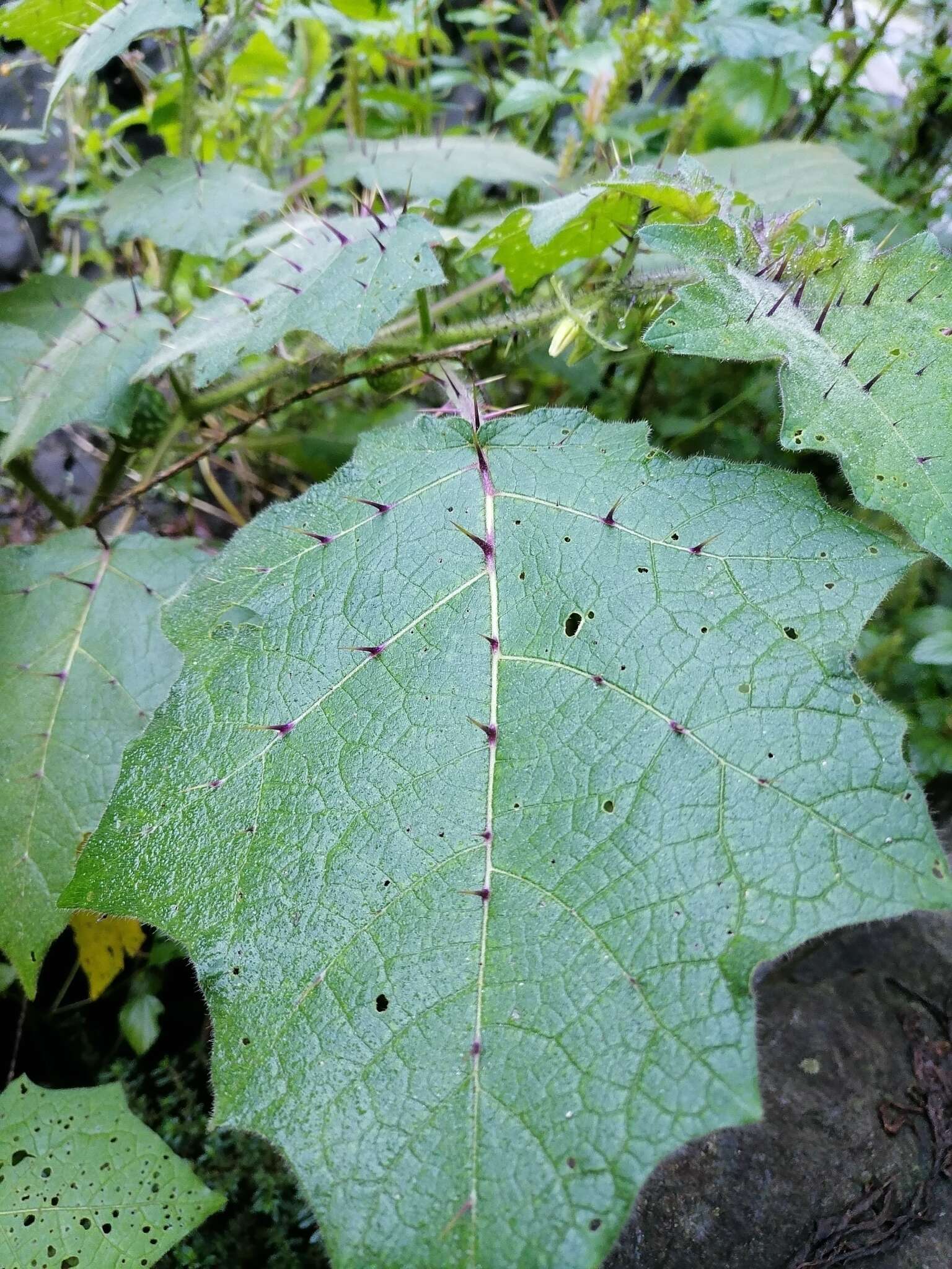 صورة Solanum myriacanthum Dun.