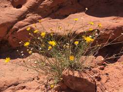 Imagem de Xanthisma spinulosum var. gooddingii (A. Nels.) D. R. Morgan & R. L. Hartman