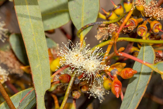 صورة Eucalyptus yalatensis Boomsma