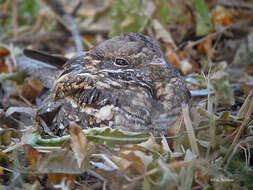 Image of Slender-tailed Nightjar