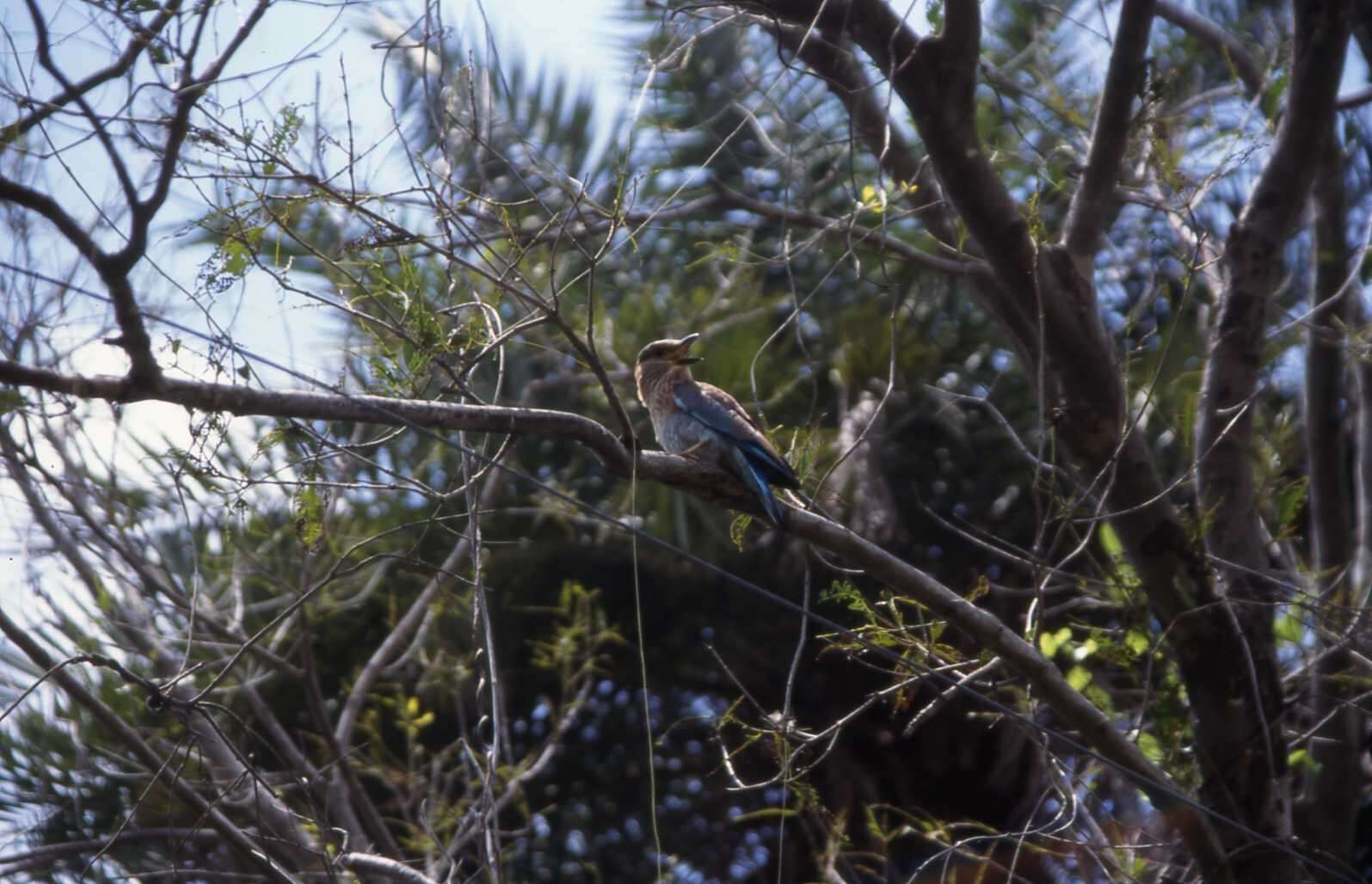 Imagem de Coracias benghalensis indicus Linnaeus 1766