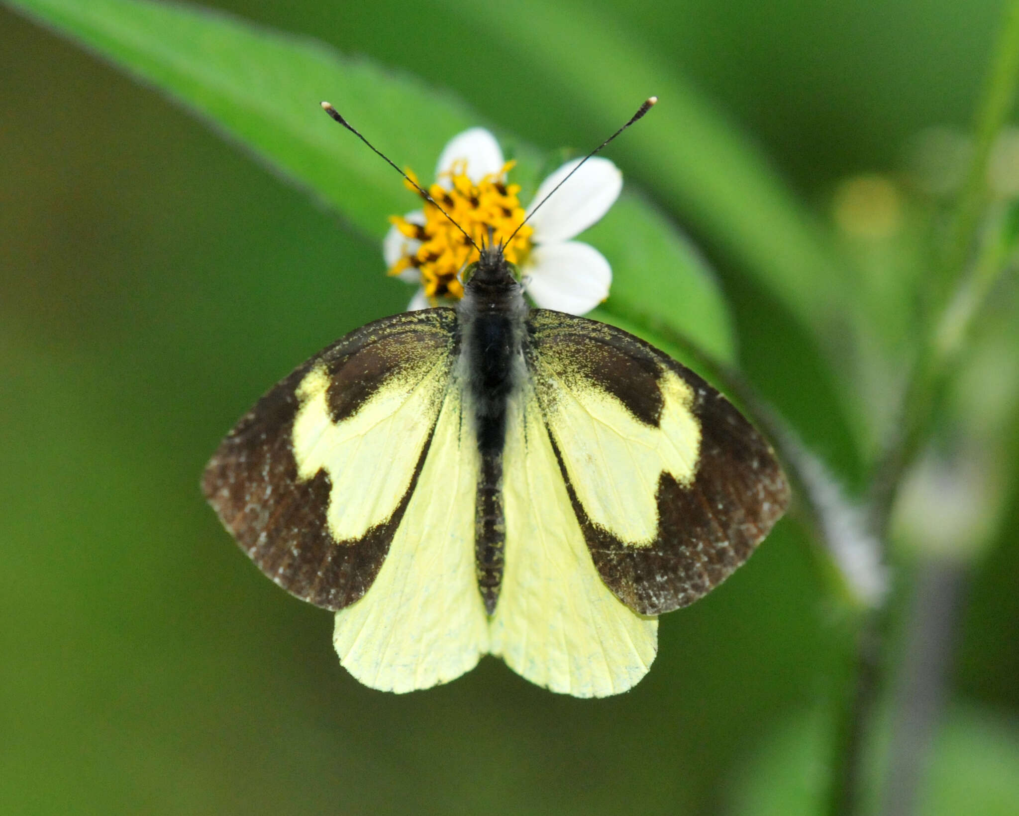 Image of Leptophobia eleone (Doubleday 1847)