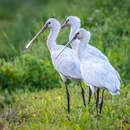 صورة Platalea leucorodia leucorodia Linnaeus 1758