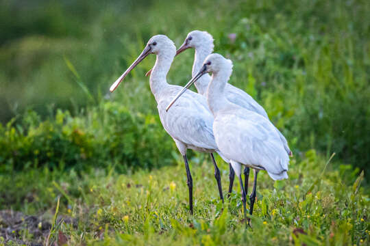 صورة Platalea leucorodia leucorodia Linnaeus 1758