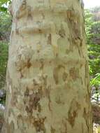 Image of Arizona sycamore