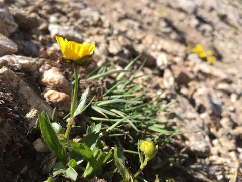 Image of Rocky Mountain Buttercup