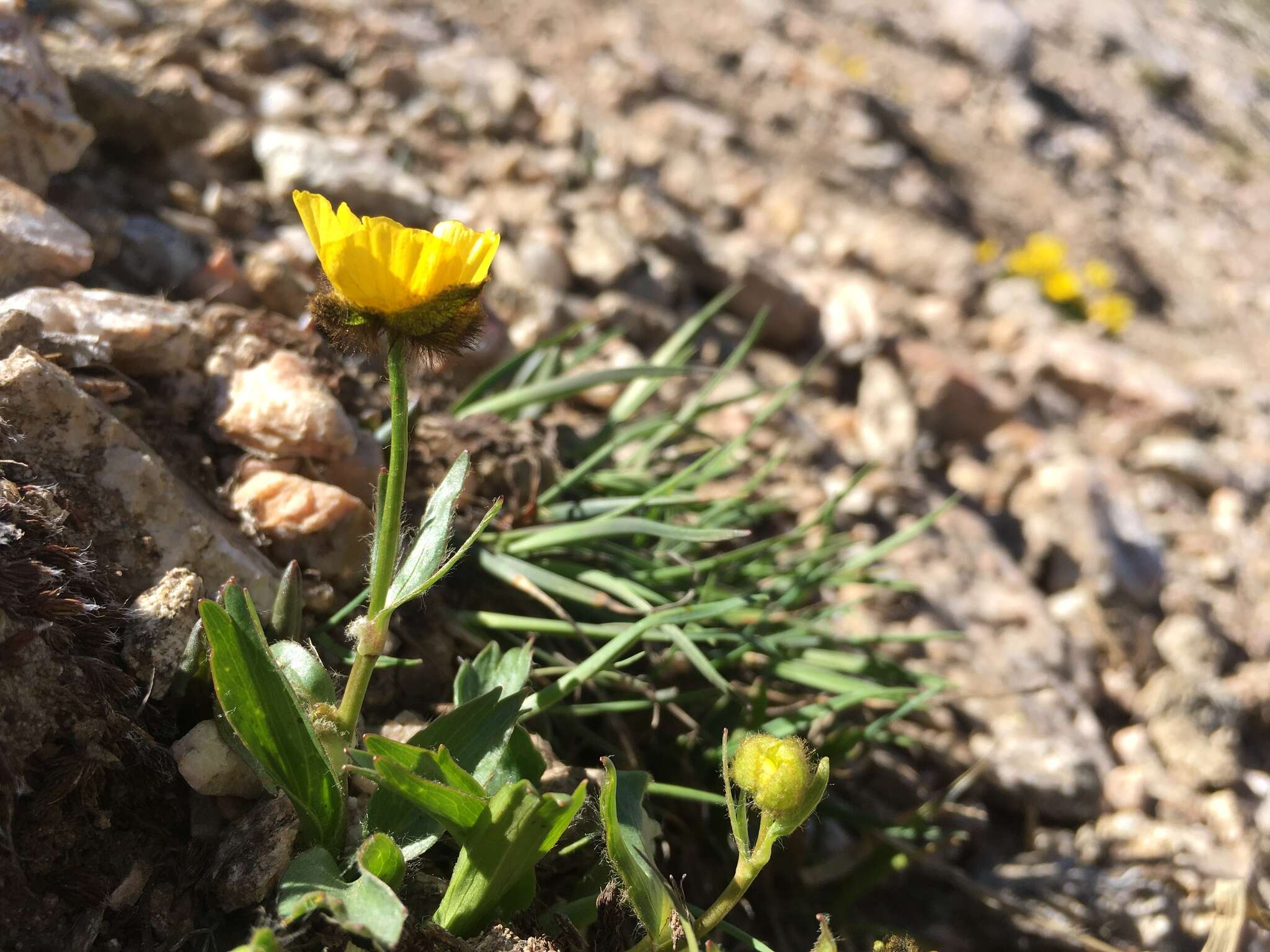 Image of Rocky Mountain Buttercup