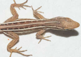 Image of Five-striped grass anole