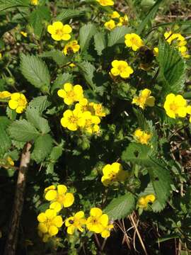 Imagem de Potentilla fragarioides L.