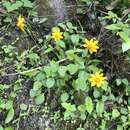 Plancia ëd Coreopsis auriculata L.